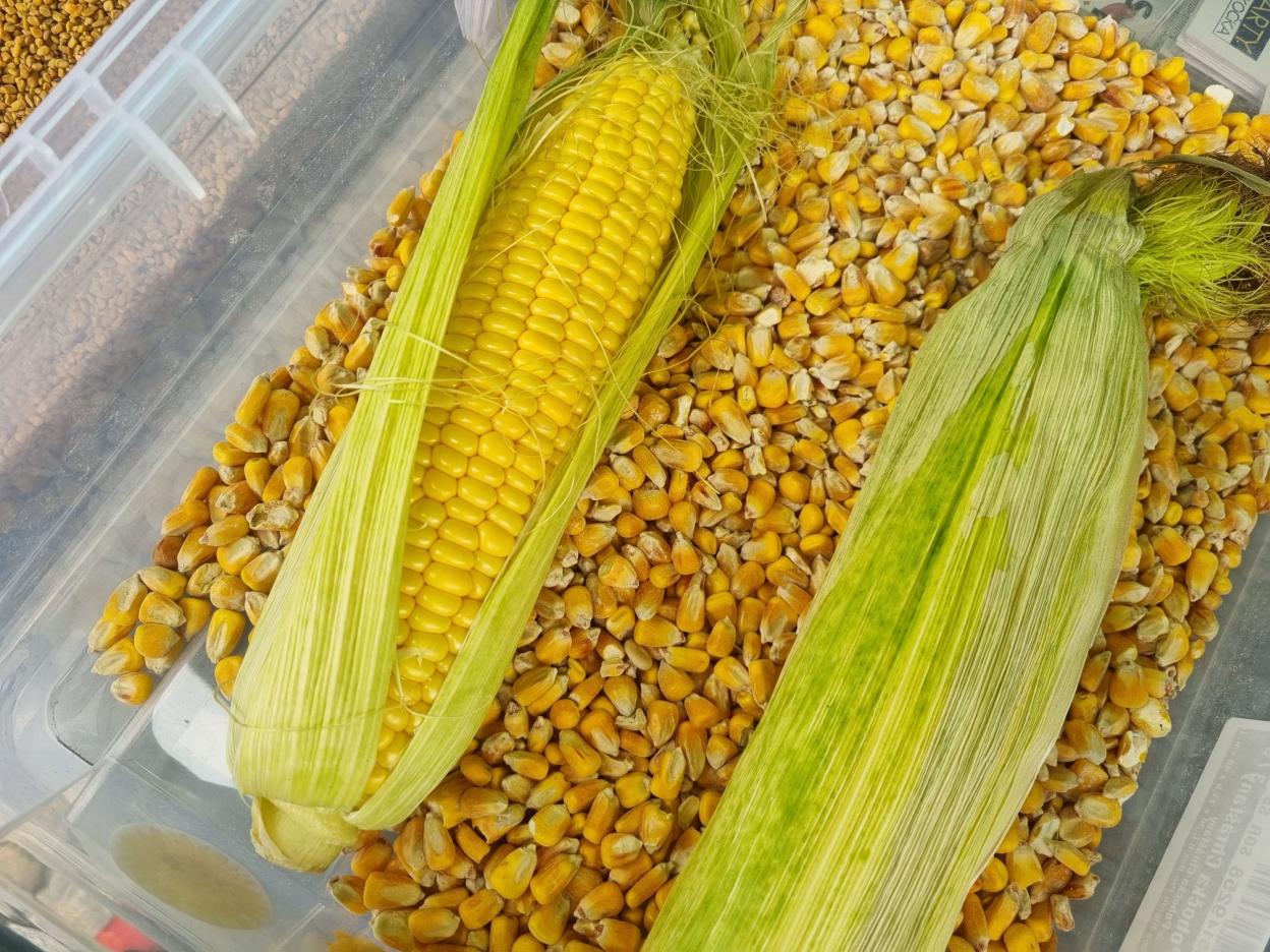 Edukativní program farmar - semena - plodiny